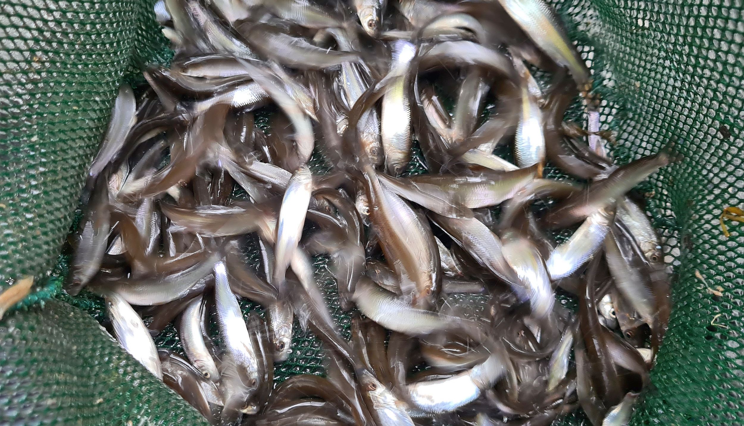 Isen_kleine Fische